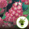 Żylistek Strawberry Fields - Różowo-biały Deutzia x hybrida 'Strawberry Fields' 1