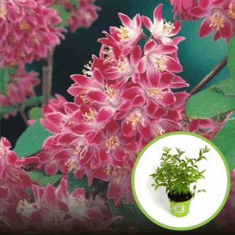 Żylistek Strawberry Fields - Różowo-biały Deutzia x hybrida 'Strawberry Fields' 1