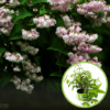 Żylistek mieszańcowy Pink-Pom-Pom - różowy Gęsty Deutzia x hybrida ' Pink-Pom-Pom' 1