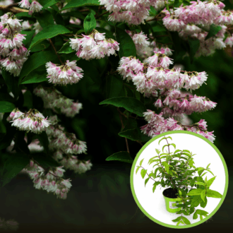 Żylistek mieszańcowy Pink-Pom-Pom - różowy Gęsty Deutzia x hybrida ' Pink-Pom-Pom' 1