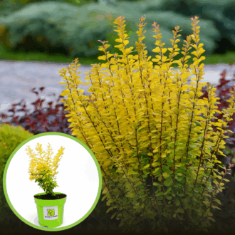 Berberys Thunberga Maria - żółta kolumnowa Berberis Thunbergii 'Maria' 1