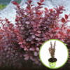 Berberys Thunberga 'Neon'- pomarańczowy kolumnowy Berberis Thunbergii 'Neon' 1