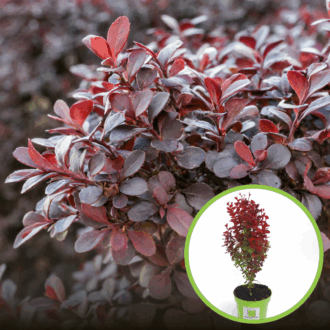 Berberys Red Rocket - na żywopłoty i rabaty Berberis Thunbergii 'Red Rocket' 1