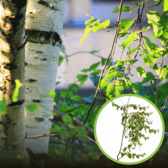 Brzoza Pospolita - Piękna kora Betula Pendula 1