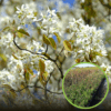Świdośliwa KRASNOJARSKA późna P9 Amelanchier Krasnorajska P9 1