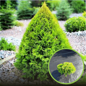 Tuja zachodnia Mirjam- żółta kulka Thuja occidentalis 'Mirjam' 1