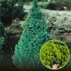 Świerk biały Conica - zielony stożek, łatwy w uprawie Picea glauca "Conica" 1