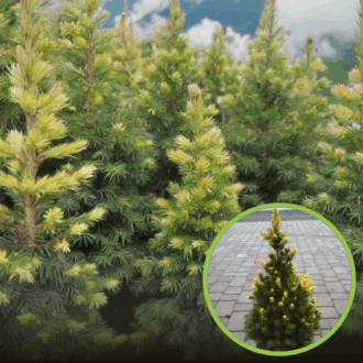 Świerk biały RAINBOW'S END - kolorowy stożek Picea glauca 'Rainbow's End' 1