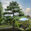 Sosna Czarna (Pinus nigra) - smukła i elegancka Pinus nigra 1
