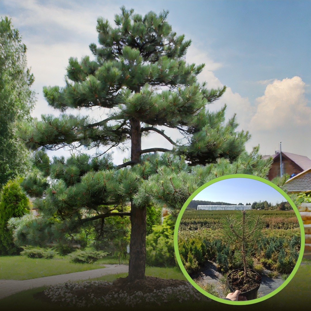 Sosna Czarna (Pinus nigra) - smukła i elegancka Pinus nigra 1
