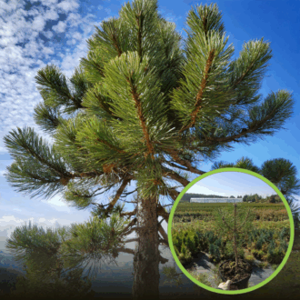 Sosna Austryjacka - Elegancka i Łatwa w uprawie Pinus Austryiaca 1