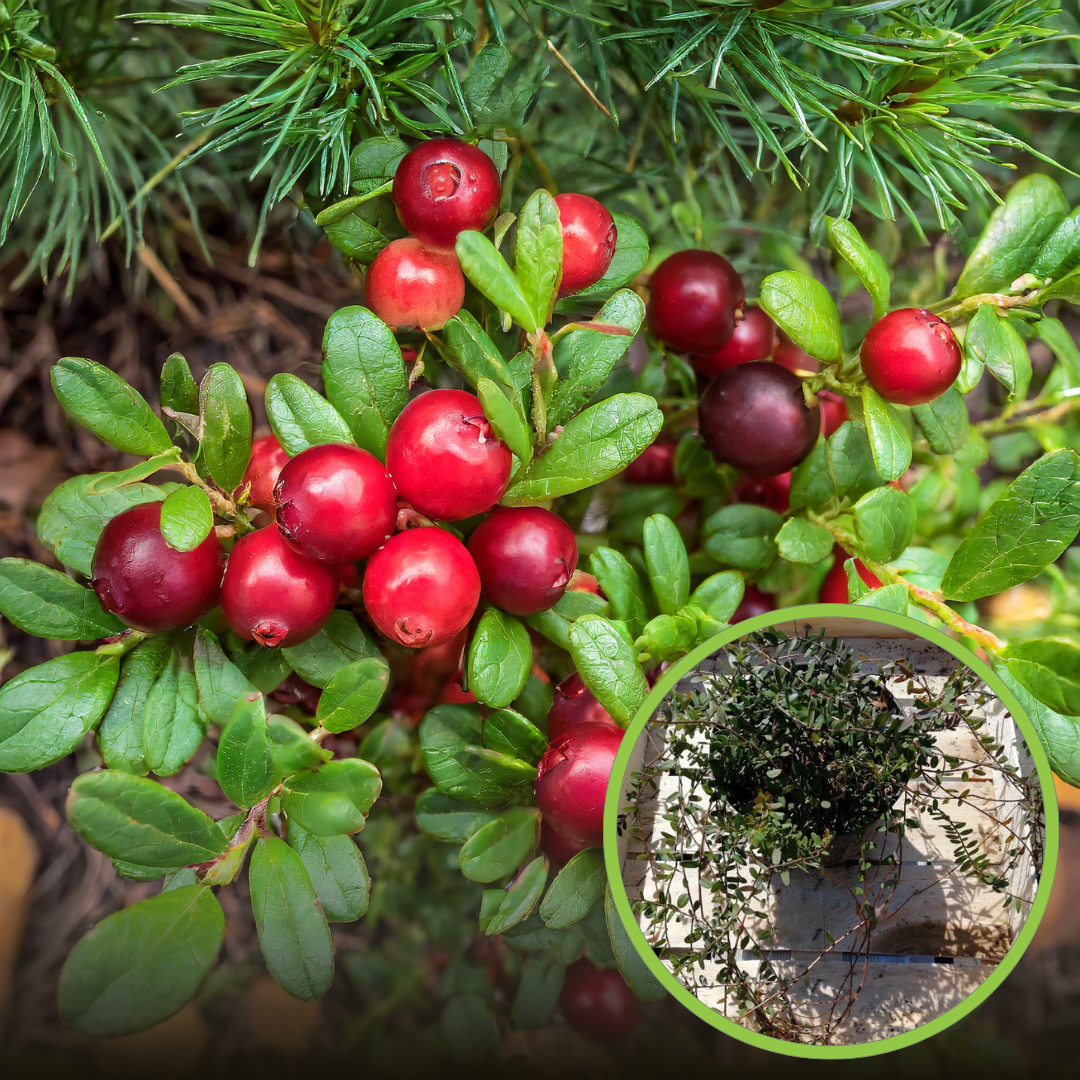Żurawina wielkoowocowa Early Black - NAJWCZEŚNIEJSZA ODMIANA Vaccinium macrocarpon 'Early Black' 1