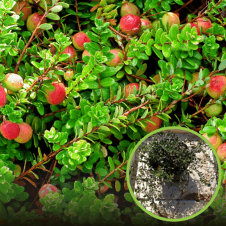 Żurawina wielkoowocowa Ben Lear - IDEALNA NA POCZATEK Vaccinium macrocarpon ' Ben Lear' 1