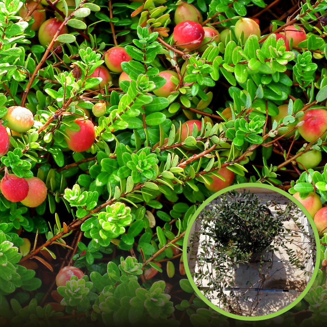 Żurawina wielkoowocowa Ben Lear - IDEALNA NA POCZATEK Vaccinium macrocarpon ' Ben Lear' 1