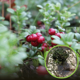 Żurawina wielkoowocowa Howes - IDEALNA NA POCZĄTEK Vaccinium macrocarpon 'Howes' 1