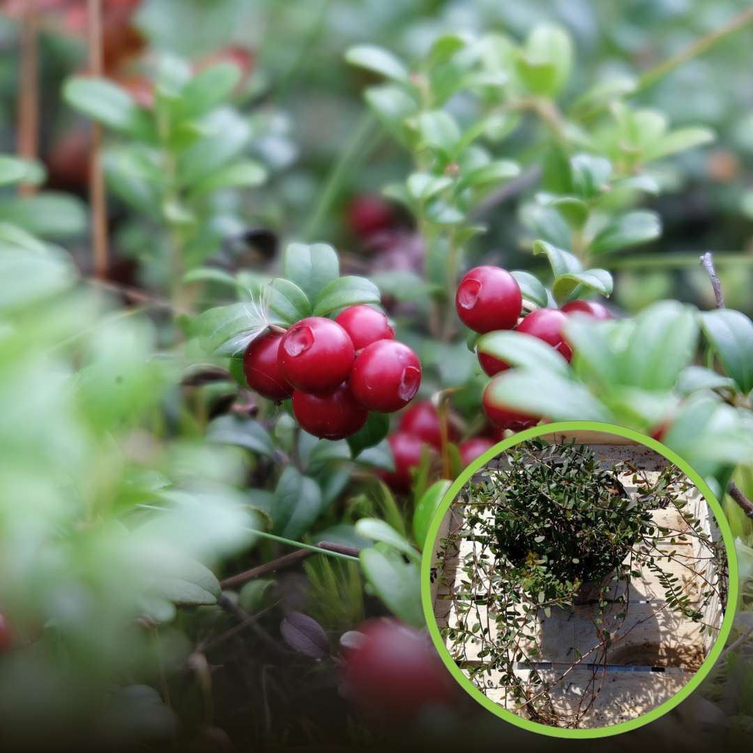 Żurawina wielkoowocowa Howes - IDEALNA NA POCZĄTEK Vaccinium macrocarpon 'Howes' 1