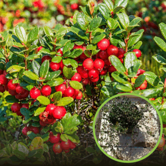 Żurawina wielkoowocowa STEVENS - BESTSELLER Vaccinium macrocarpon 'STEVENS ' 1