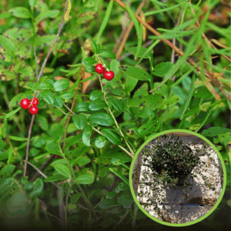 Żurawina wielkoowocowa PILGRIM - SAMOPYLNA Vaccinium macrocarpon 'PILGRIM ' 1