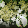 Hortensja pnąca (Hydrangea petiolaris) - PNĄCA I KWITNĄCA Hydrangea petiolaris c2 1