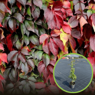 Winobluszcz pięciolistkowy - kolorowe pnącze Parthenocissus quinquefolia 1