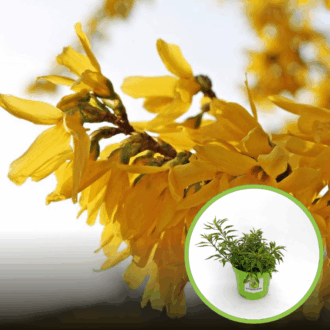 Forsycja Maluch- Miniaturowa do ogrodu i donic Forsythia × intermedia 'Maluch' 1