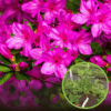 Azalia japońska Blue Danube - różowa Azalea japonica 'Blue danube' 1