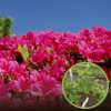 Azalia japońska Canzonetta - intensywny róż Azalea japonica 'Canzonetta' 1