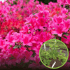Azalia japońska Rokoko - różowa Azalea japonica 'Rokoko' 1