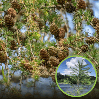 Modrzew europejski - piękne drzewo Larix decidua 1