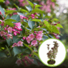 Krzewuszka cudowna "Purpurea Nana" - ciemne liście i różowe kwiatyrosy rocket Weigela florida "Purpurea Nana" 1