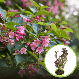 Krzewuszka cudowna "Purpurea Nana" - ciemne liście i różowe kwiatyrosy rocket Weigela florida "Purpurea Nana" 1