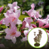 Krzewuszka cudowna "Rosea" - różowe kwiaty Weigela florida "Rosea" 1