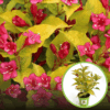 Krzewuszka Golden Jeans - złote liście różowe kwiaty Weigela florida 'Golden Jeans' 1