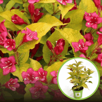 Krzewuszka Golden Jeans - złote liście różowe kwiaty Weigela florida 'Golden Jeans' 1