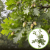 Dąb szypułkowy czerwony - Potężne i eleganckie drzewo Quercus rubrum 1