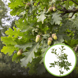 Dąb szypułkowy czerwony - Potężne i eleganckie drzewo Quercus rubrum 1