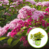 Tawuła japońska Little princess - piękna puszysta odmiana Spiraea japonica 'Little princess' 1