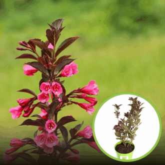 Krzewuszka cudowna ALEXANDRA - FIOLETOWE LIŚCIE, RÓŻOWE KWIATY Weigela florida 'Alexandra' 1