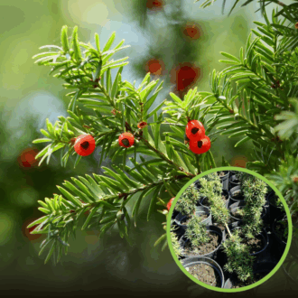 Cis Wojtek - idealny na żywopłoty Taxus baccatta 'Wojtek' 1