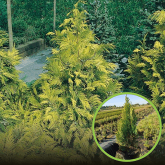 Cyprysik Lawsona Ivonne - złota i stożkowa sadzonka Chamaecyparis lawsoniana 'Ivone' 1
