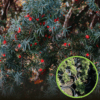 Cis HICKSII - Elegancka roślina na żywopłoty Taxus baccatta 'Hicksii' 1