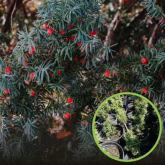 Cis HICKSII - Elegancka roślina na żywopłoty Taxus baccatta 'Hicksii' 1