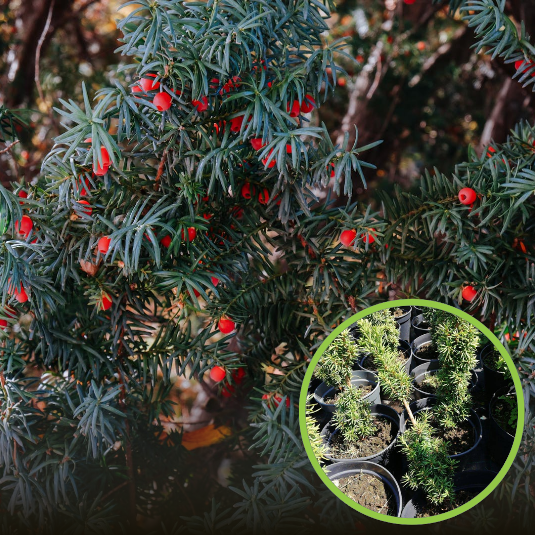 Cis HICKSII - Elegancka roślina na żywopłoty Taxus baccatta 'Hicksii' 1