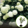 Hortensja STRONG ANNABELLE INCREDIBALL - OGROMNE kwiaty Hydrangea arborescens 'Strong Anabelle' 1