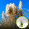 Miskant Chiński Graziella (Miscanthus) - Piękna odmiana miskanta Miscanthus sinensis 'Graziella ' 1
