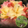 Azalia CANONN'S DOUBLE - dwukolorowe kwiaty Azalea Cannon's Double 1