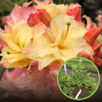 Azalia CANONN'S DOUBLE - dwukolorowe kwiaty Azalea Cannon's Double 1
