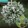Żylistek karbowany PRIDE OF ROCHESTER - Biała Deutzia x hybrida 'PRIDE OF ROCHESTER 1
