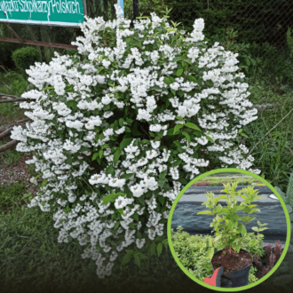 Żylistek karbowany PRIDE OF ROCHESTER - Biała Deutzia x hybrida 'PRIDE OF ROCHESTER 1