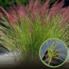 Proso rózgowate 'Northwind' (Panicum virgatum) P9-strzelisty pokrój Panicum virgatum 'Northwind' 1